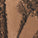 Eyes on you in shade Meteor